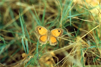 Lobito (Pyronia sp.)