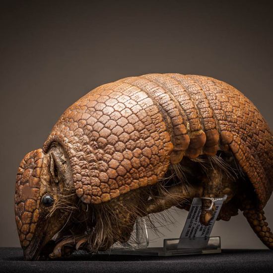 IES_ISABELLACATOLICA_BIOLOGIA_234