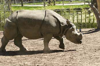 Rinoceronte indio (Rhinoceros unicornis)