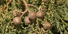 Ciprés de Arizona - Piñas (Cupressus arizonica)