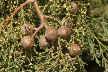 Ciprés de Arizona - Piñas (Cupressus arizonica)