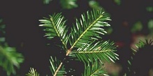 Abeto blanco - Hojas (Abies alba)