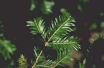 Abeto blanco - Hojas (Abies alba)