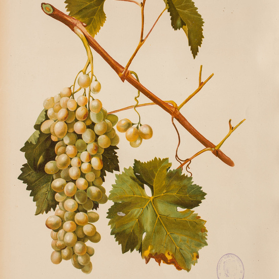 IES_CARDENALCISNEROS_BOTÁNICA_II_LÁMINAS_078