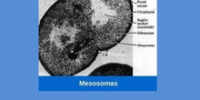 Mesosomas (procariota)