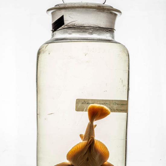 IES_CARDENALCISNEROS_CIENCIASNATURALES_350