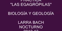IES LARRA ACH NOCTURNO " EGAGRÓPILAS"