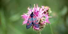 Zigena (Zygaena sp,)