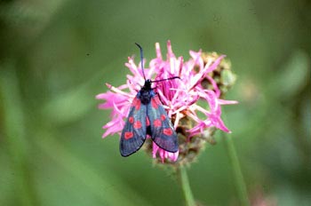 Zigena (Zygaena sp,)