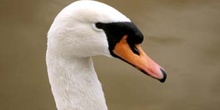 Cisne común (Cygnus olor)
