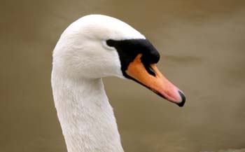 Cisne común (Cygnus olor)