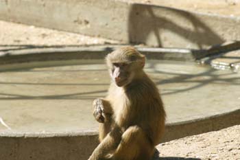 Papión (Papio cynocephalus)