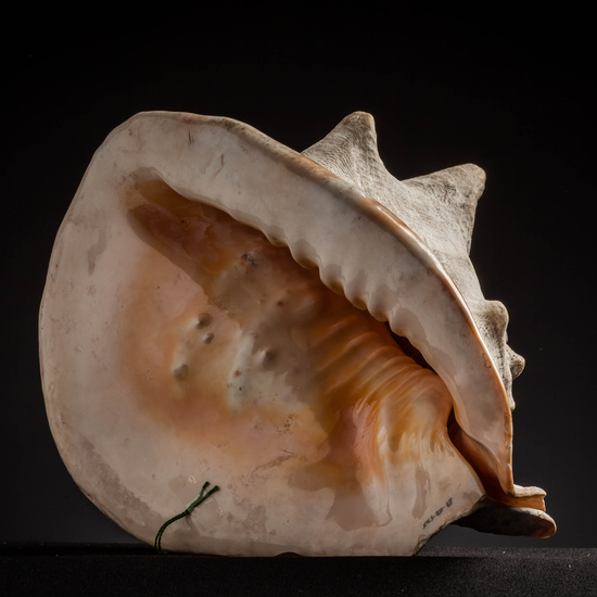 IES_CARDENALCISNEROS_CONCHAS_001