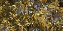 Encina - Flor masc. (Quercus ilex)