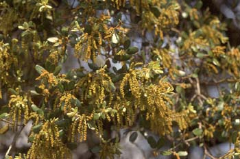 Encina - Flor masc. (Quercus ilex)