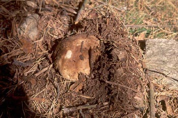 Boleto (Boletus edulis)