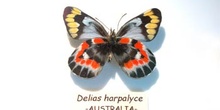 Delias harpalyce (Australia)