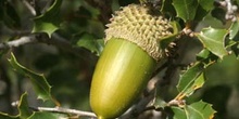 Coscoja / carrasca - Bellota (Quercus coccifera)