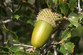 Coscoja / carrasca - Bellota (Quercus coccifera)