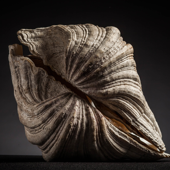 IES_CARDENALCISNEROS_CONCHAS_078