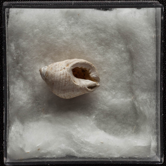 IES_ISABELLACATOLICA_BIOLOGIA_314