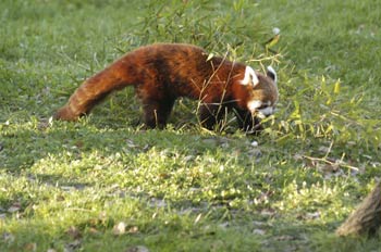 Panda Rojo