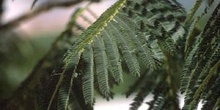 Acacia de Persia - Hoja (Albizia julibrissin)