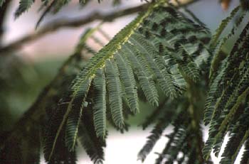 Acacia de Persia - Hoja (Albizia julibrissin)