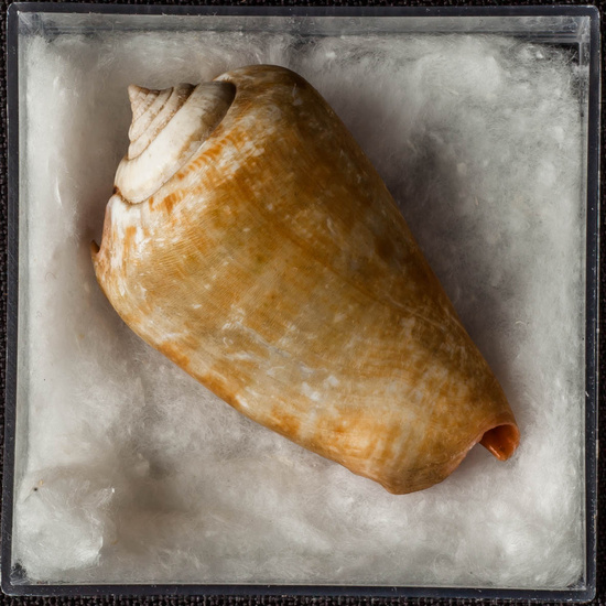 IES_ISABELLACATOLICA_BIOLOGIA_286