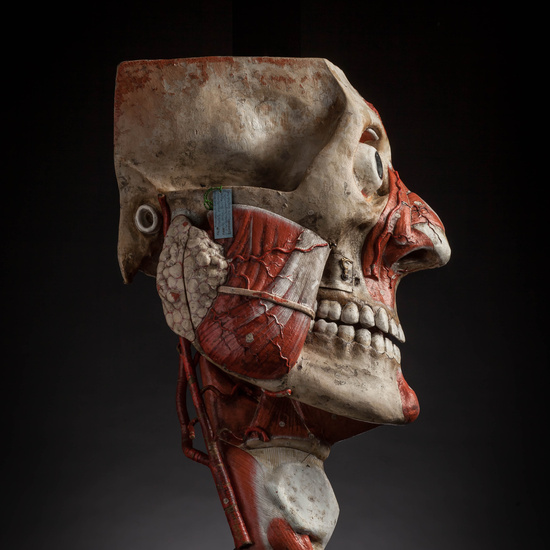 IES_CARDENALCISNEROS_ANATOMIA_MODELOS_089