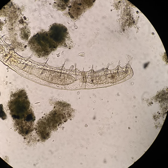 Nais_elinguis-Nazop-L-01-03-IG (zoom)