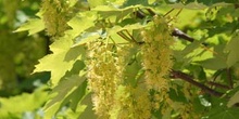 Arce blanco - Flor (Acer pseudoplatanus)