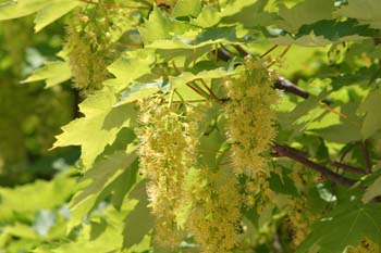 Arce blanco - Flor (Acer pseudoplatanus)