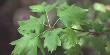 Peral de monte (Sorbus torminalis)