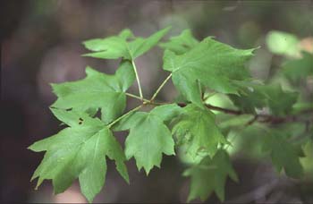 Peral de monte (Sorbus torminalis)