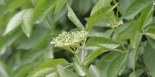 Saúco - Hoja (Sambucus nigra)