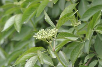 Saúco - Hoja (Sambucus nigra)