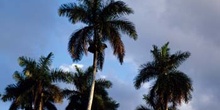 Palmeras