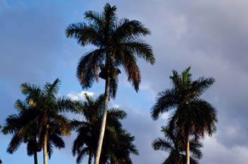 Palmeras