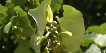 Tilo plateado (Tilia tomentosa)