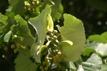 Tilo plateado (Tilia tomentosa)