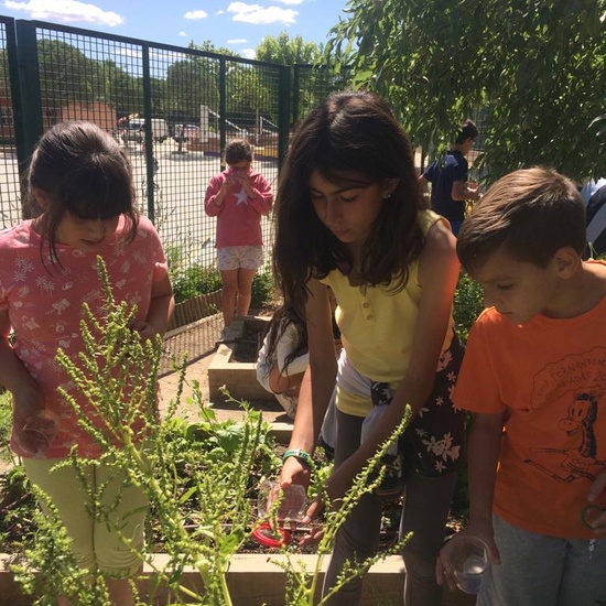 2019_06_11_4º observa insectos en el huerto_1_CEIP FDLR_Las Rozas 5