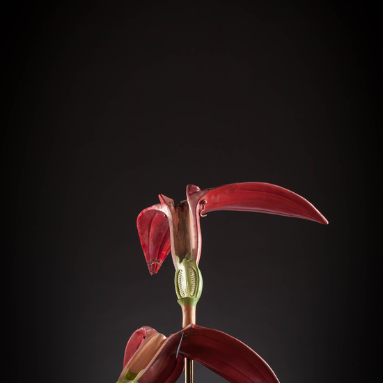 IES_CARDENALCISNEROS_BOTANICA_III_MODELOS_053