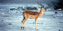 Impala, Botswana