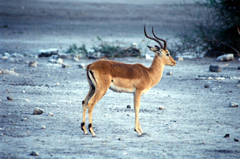 Impala, Botswana