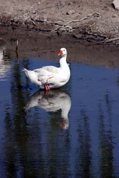 Pato en el Río Cigüela, Ciudad Real, Castilla-La Mancha