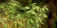 Quejigo - Flor masc. (Quercus faginea)