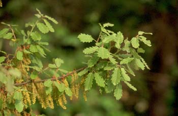 Quejigo - Flor masc. (Quercus faginea)