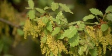Quejigo - Flor masc. (Quercus faginea)