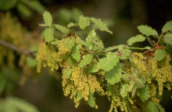 Quejigo - Flor masc. (Quercus faginea)